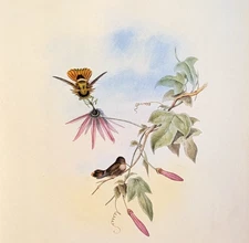 Vintage Gould PRICESS HELENA'S Hummingbirds Ornithology Bookplate Art Print 123