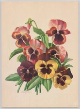 E. WITZLEBEN Pansies Striped Background Chromolitho Art Print 8 x 10"
