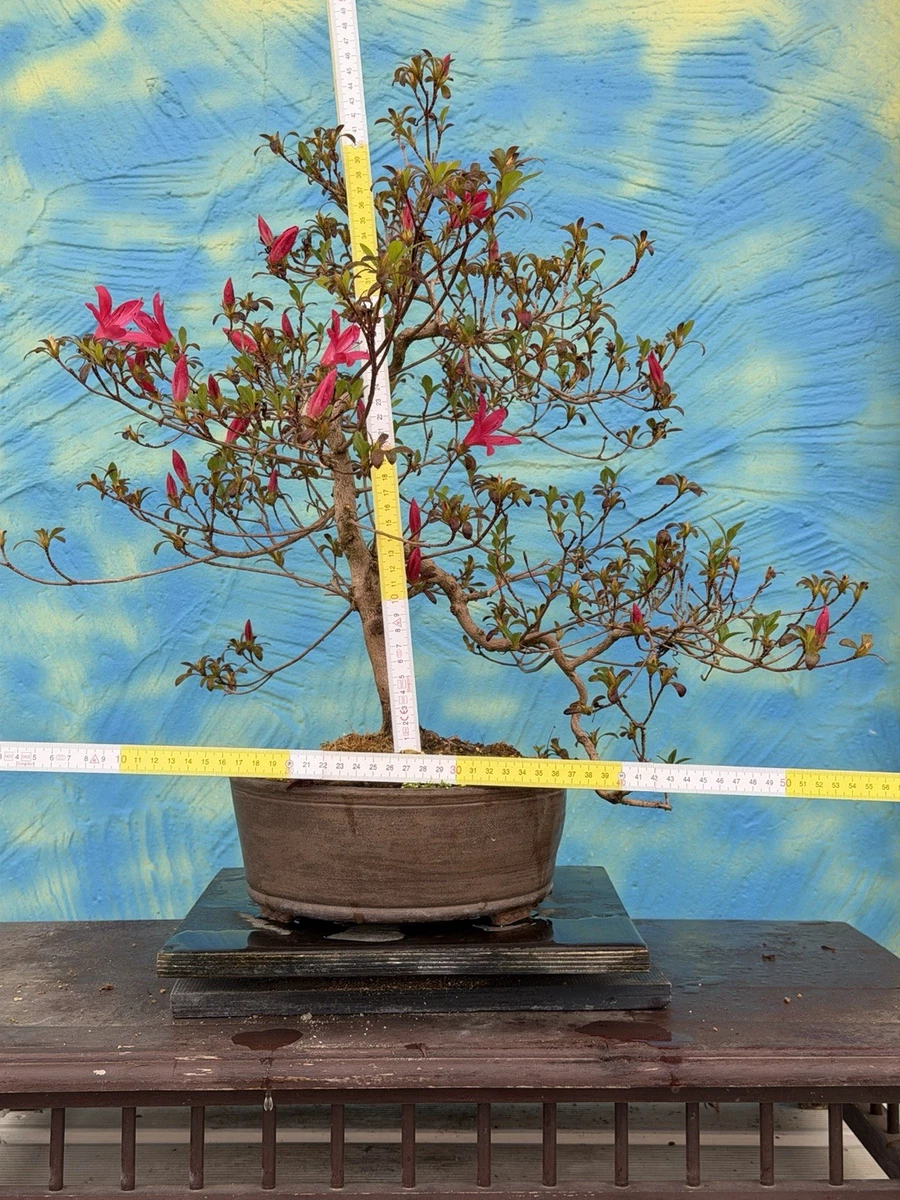 Rhododendron Bonsai Pflanzen, Bume & Strucher fr Torf-Boden online kaufen  | eBay.de
