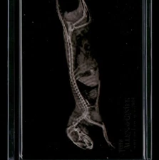 2024 Topps Allen & Ginter X-Ray'd #XR-14 Dwarf Mongoose -  18016