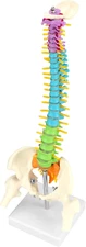 Flexible Human Spine Model with Spinal Nerves Pelvis and Thighs, Vertebral Colum