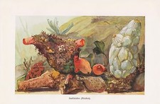 Seescheiden (Ascidiae oder Ascidiacea)    Fische  Farbdruck 1914
