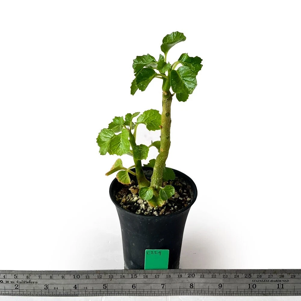 Dorstenia gypsophila (e224) for sale by Little One Plant Nursery