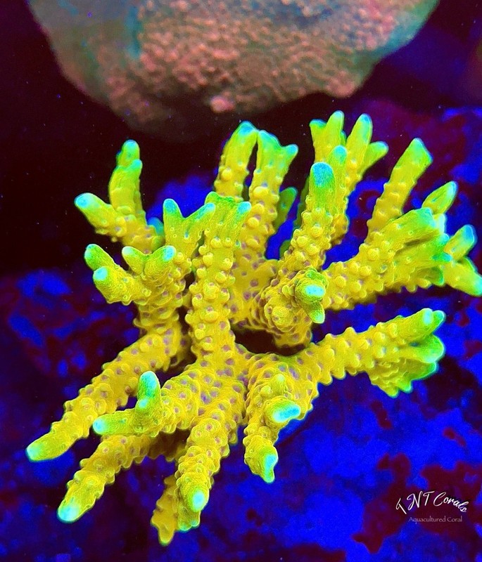 TNTcoral RRC Golden Rod Acro 3/4” Frag-Frag-Live Coral-REEF TANK-LPS-SPS-ZOA