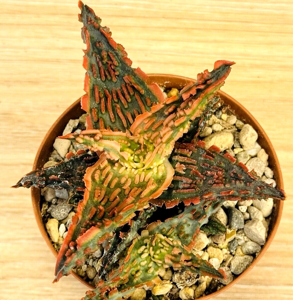 Aloe TCT ,  pot 8 cm  (cod.Y0026) ITALYCACTUS - Imagen 2 de 4