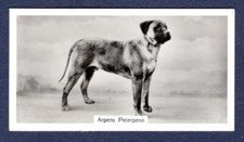 BULL MASTIFF, Arpens Peter Penn - Original 1938 Photo Cigarette Card