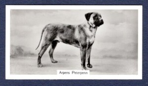 BULL MASTIFF, Arpens Peter Penn - Original 1938 Photo Cigarette Card