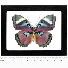 Euphaedra verso pink butterfly Africa FRAMED