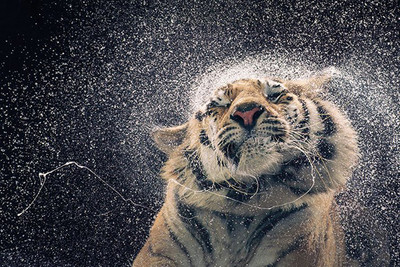 TIGER-TIM FLACH KANJA 24x36 POSTER ARTIST WALL ART ANIMAL DECOR SWEET DANGEROUS!