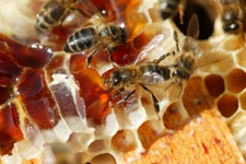 Bee Keeping Honey Bees Hives Apiculture Apiary 35 Books CD Bee Keeper Queen 