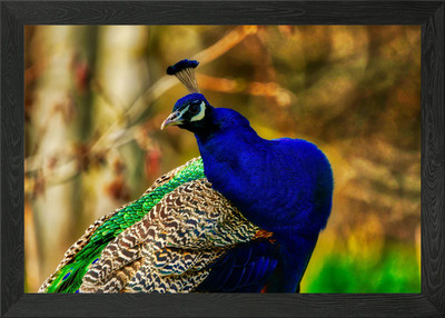 Peacock close up Framed Wall Art Poster Canvas Print Picture