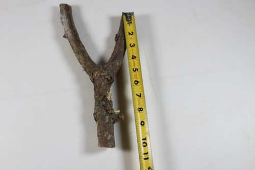 Manico fionda 6"" x 12"" olmo con corteccia/progetto fionda del desiderio legno - Foto 3 di 5