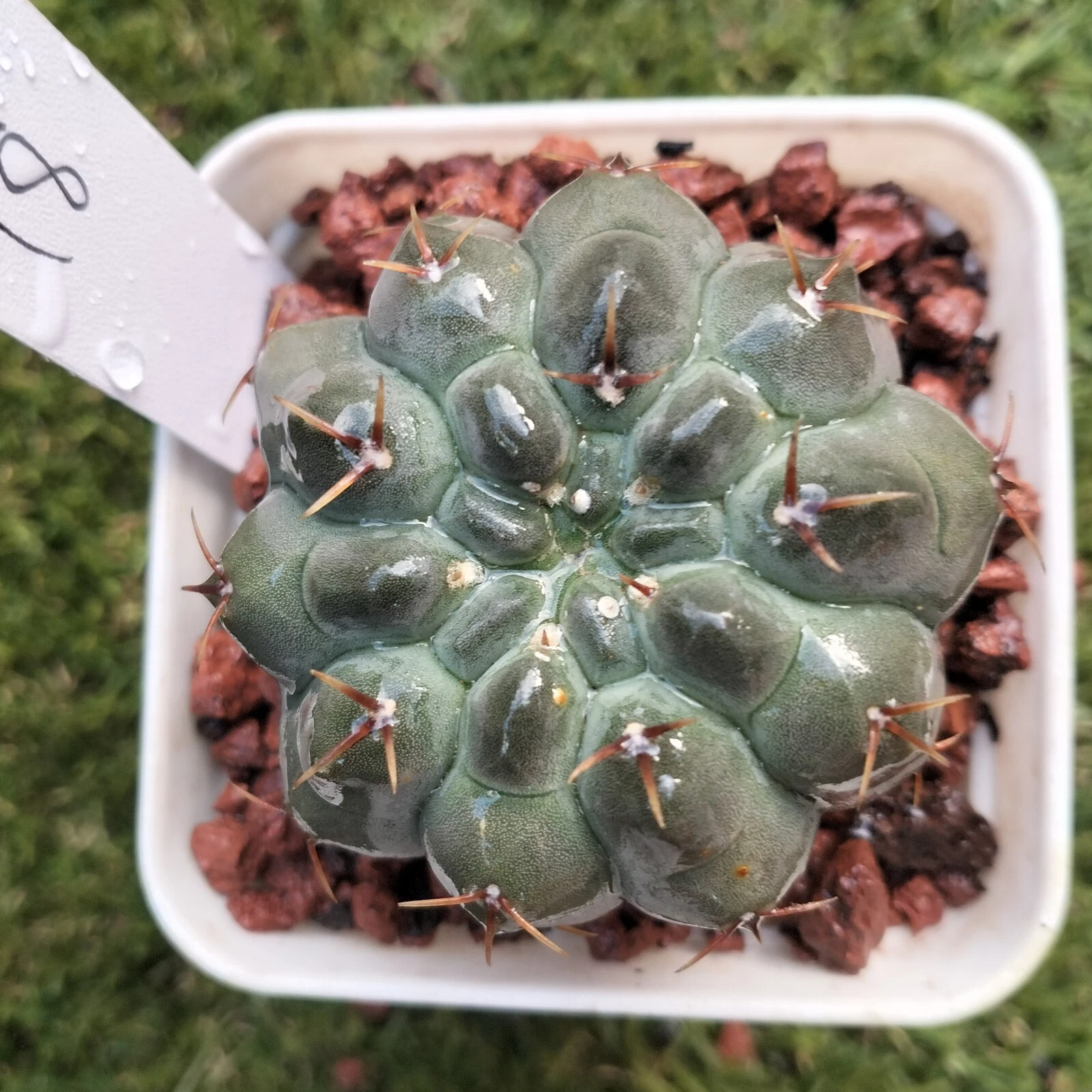 Cactus plant # 18 Succulent
Opens in a new window or tab