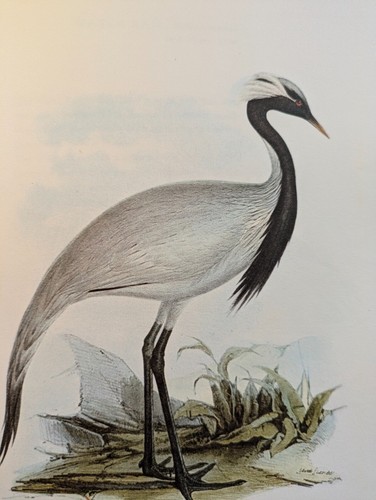 Birds Of Europe. Text By A. Rutgers - Gould, John. 1966-01-01 Pub. Methuen. - G - Imagen 6 de 7