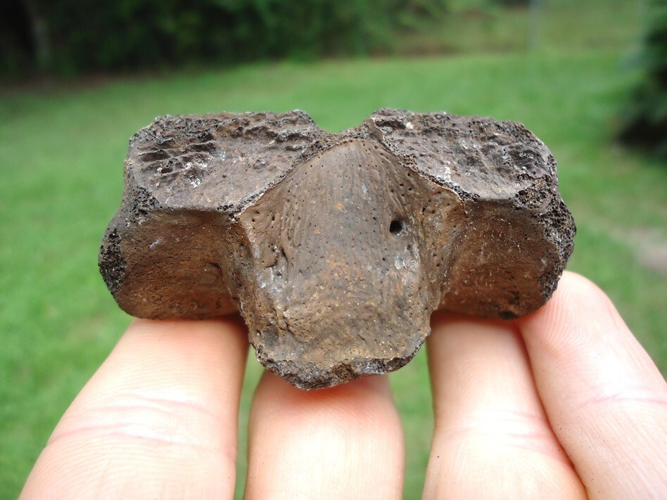 SCARCE ALLIGATOR AXIS VERTEBRA FLORIDA FOSSILS ICE AGE EXTINCT