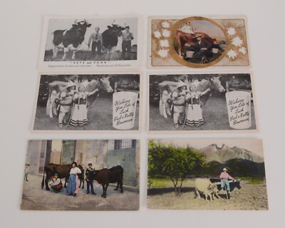 VTG Lot of 12 Cattle and Dairy Cow Postcards - Posted and Unposted | eBay