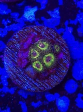 Lugi’s Mansion zoa 5 polyps WYSIWYG Live coral frag Lps Sps
