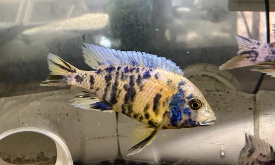 Live Fish Show Quality Breeding Pair OB Sunshine Peacock African Cichlid - Image 3 of 4