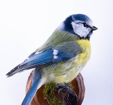 Taxidermie Mésange Bleue Support Mural Oiseau Véritable Peluche Chasse Loge Décor
