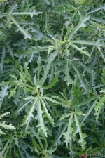 Ficus afghanistanica AFGHAN FIG TREE Exotic Seeds!