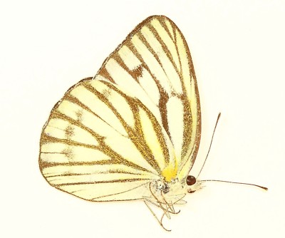 LEPIDOPTERA, PIERIDAE, CEPORA NERISSA from THAILAND