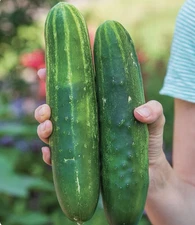Burpee Straight Eight Heirloom Cucumber Seed, 1-Pack