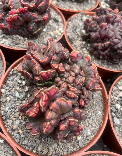 1P Cactus Euphorbia monstrose crested Healthy specimen, perfect condition
