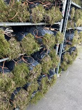 FRESH WELSH SPHAGNUM MOSS FRESH  FOR HANGING BASKETS  1 KG BAG = 2 x 12" BASKETS