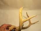Whitetail Deer Antlers,  Deer Tag on Horn,  12 Inches Tall, 11 Inchs Wide, A — photo 5