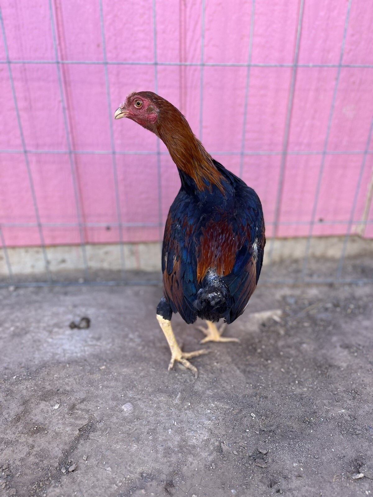 1 Miniature Asil (Wallace) Gamefowl Hatching Eggs eBay