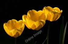 Photo 6x4 Spring tulips Upton Grey Catching the sun with a shady yew hedg c2011