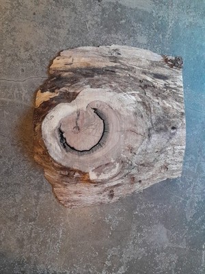 2 1/2 Inch Thick Oak Burl Wood Slab Live Edge