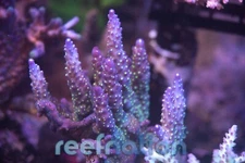 WWC Blueberry Fields Coral Frag SPS Zoa LPS Paly Polyps