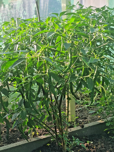 Extreme Hot Skinny Green Indian Chilli 20 Seeds - OZ Backyard Grown Seeds - Picture 4 of 4
