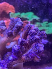 Blue Pocillopora Aquaculture Saltwater SPS Coral. Grown in USA at coralSLover