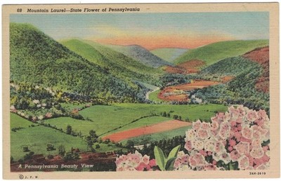 Pennsylvania Mountain Laurel State Flower Vintage Linen Postcard UNP