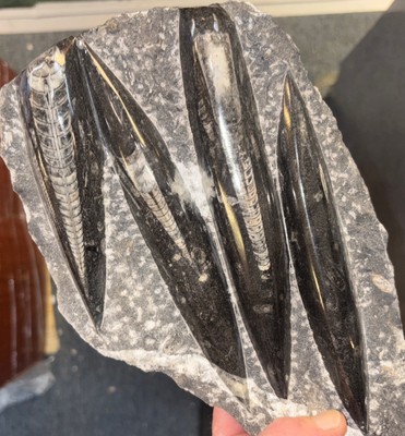   Nice Orthoceras Plate 10  X 6  Polished Devonian Fossils 4 Pounds 6 Ounces
