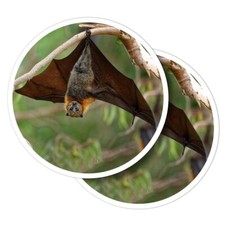 2x Vinyl Stickers Grey Headed Flying Fox Bat #51100