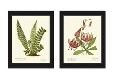 Green Fern Wild Lily Botanical Prints Wall Art Set of 2 Beautiful Unframed