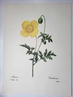 Schönste Blumen Pflanze JP Redoute großer Farbdruck geflügelt Passionsblume