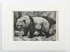 Giant Panda Animal Print - 1893 Mounted Antique Black & White Engraving