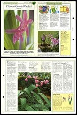 Chinese Ground Orchid #46 Unusual Success With House Plants 1990 Fold-Out Card