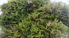 Live Hypnum Moss Carpetting Moss. Terrarium, Vivarium Etc. Plus Grow Guide