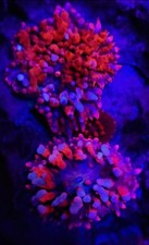 live coral flamethrower mushroom bounce