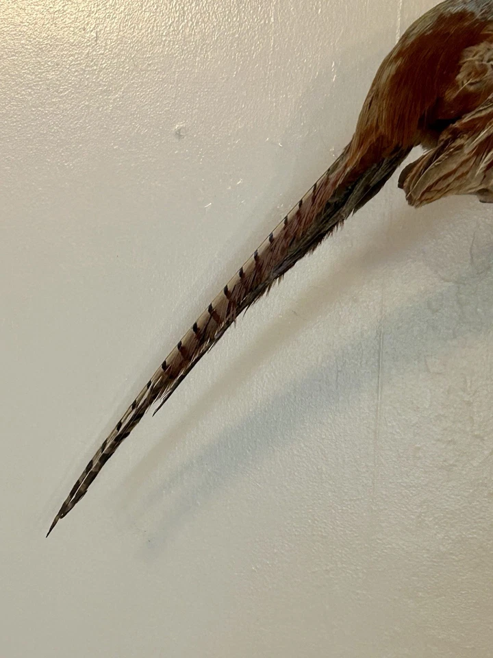 Anillo Cuello FAISÁN Pájaro Taxidermia Reposo Pared Colgante Montaje Expositor Foto 4 de 4