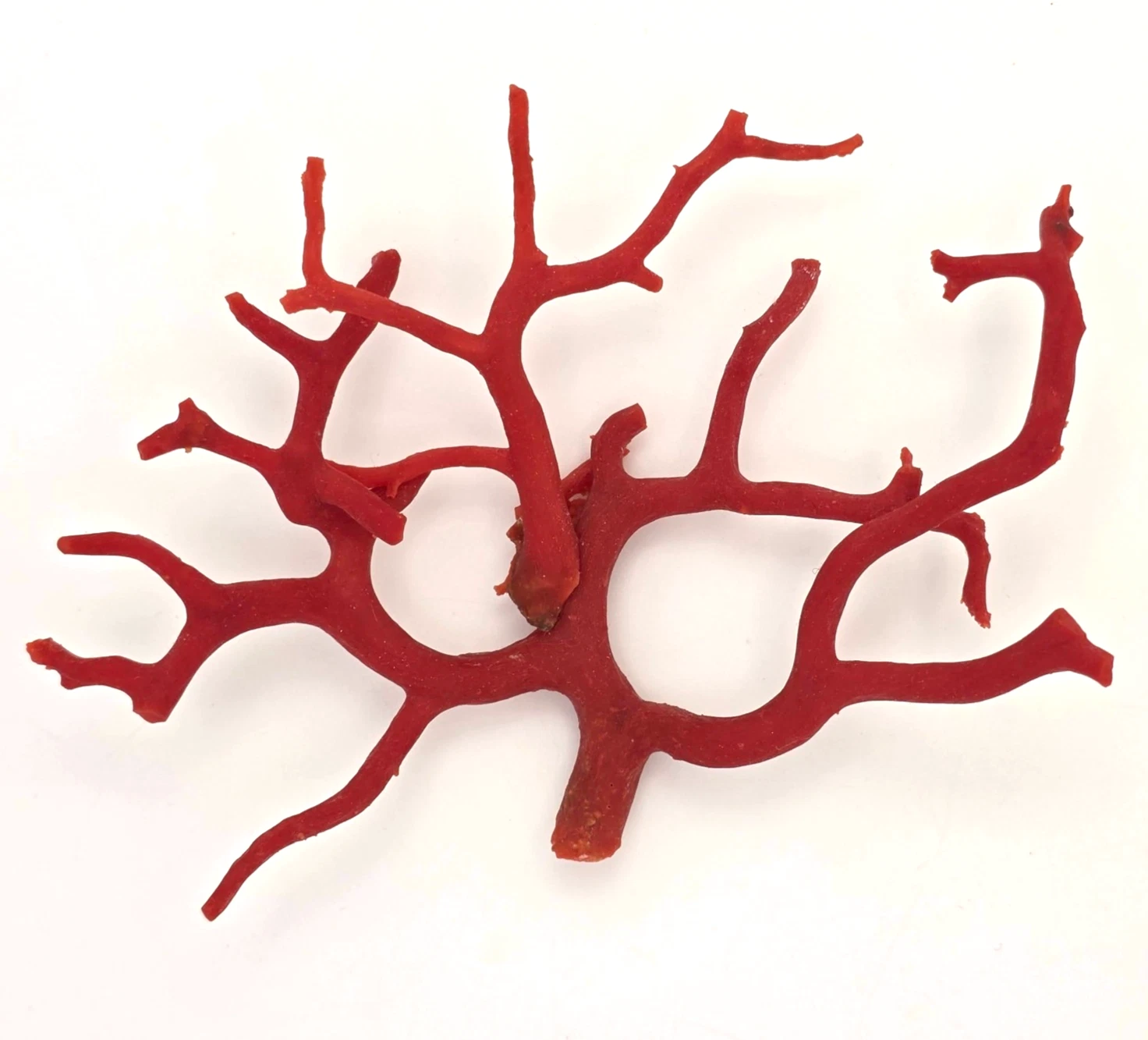 Natural Red Coral Branch Composition