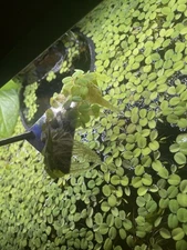 Salvinia Minima Floating Plant – Large Portion Bag Fast-Growing, Low Light Plant