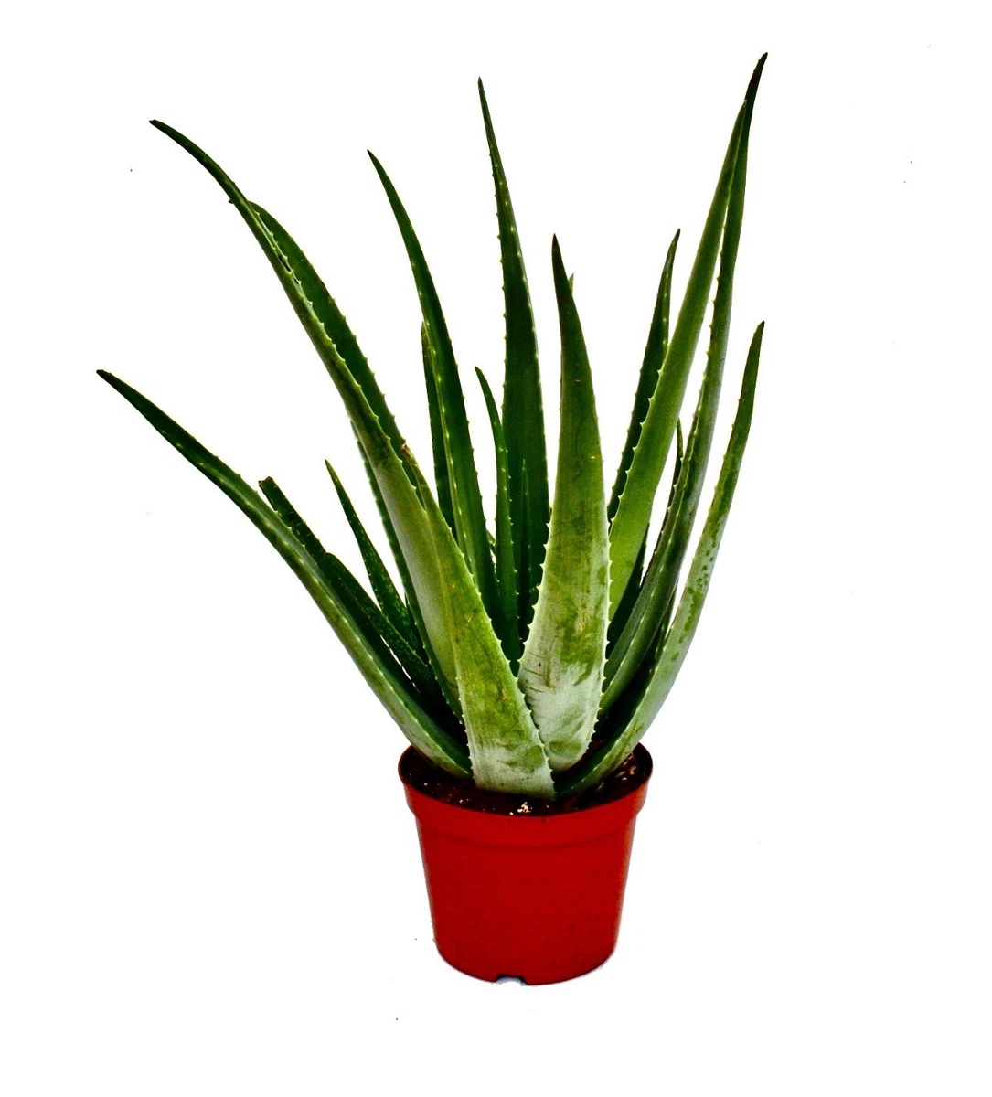 puro agave Don Fulano Tequila Fuerte Blanco Jalisco Tequila – Bin Ends... Great  Wine~Serious Savings main image 0