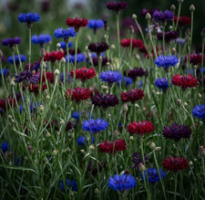 Cornflower Bachelor  s Button MOODY MIX Black Red Blue Garden Non-GMO 500 Seeds