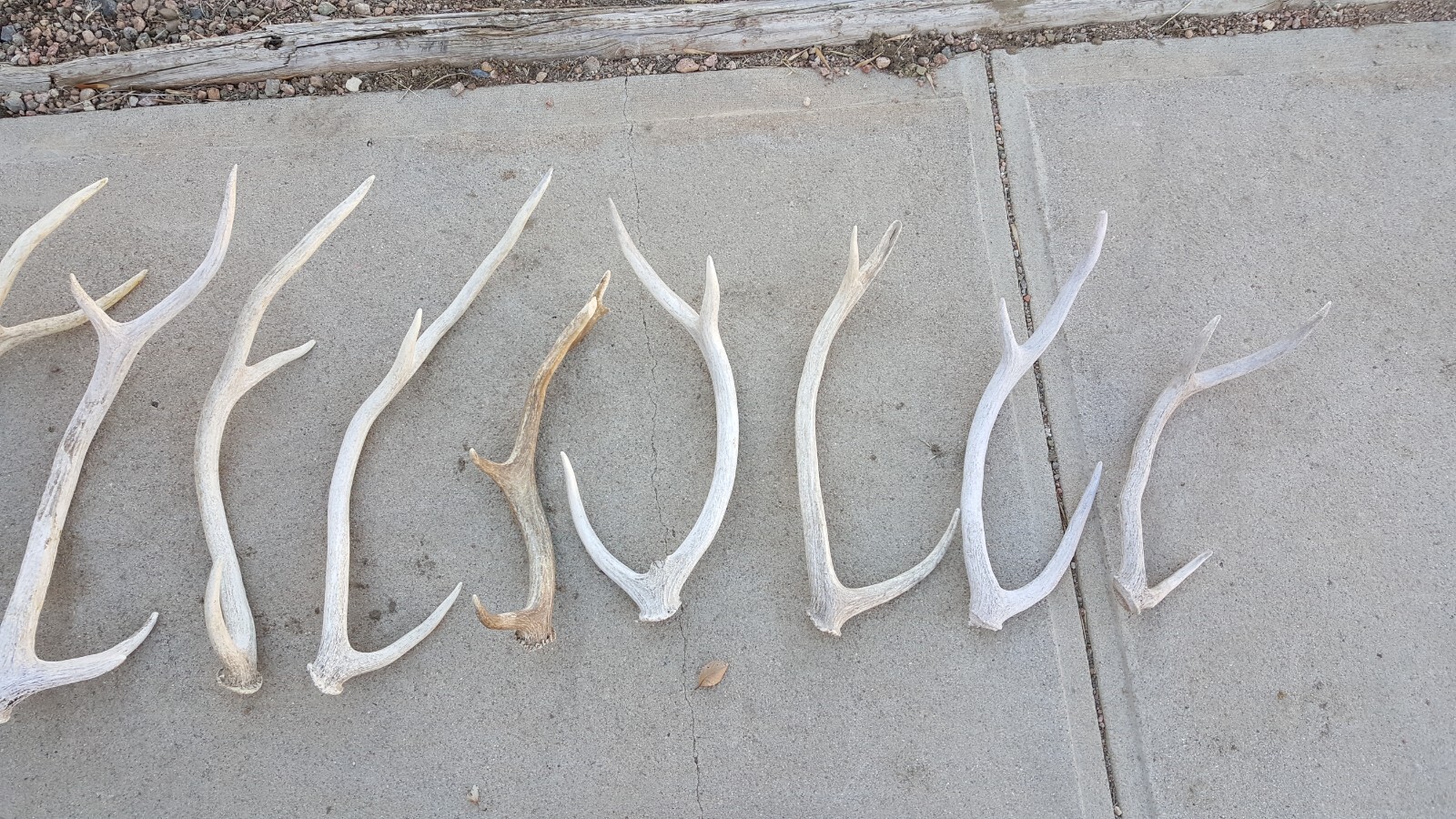 HUGE LOT AXIS DEER SHEDS whitetail deer mule antelope antlers taxidermy